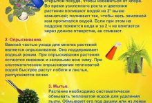 Photo of Услуги по уходу за домашними растениями