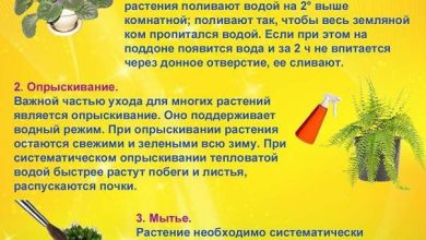 Photo of Услуги по уходу за домашними растениями